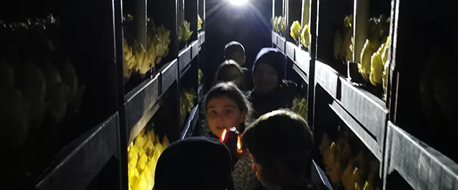 Mehrere Kinder stehen in einem schmalen Gang zwischen hohen Regalen mit gelben Chicorée-Pflanzen, im Hintergrund eine helle Lichtquelle.
