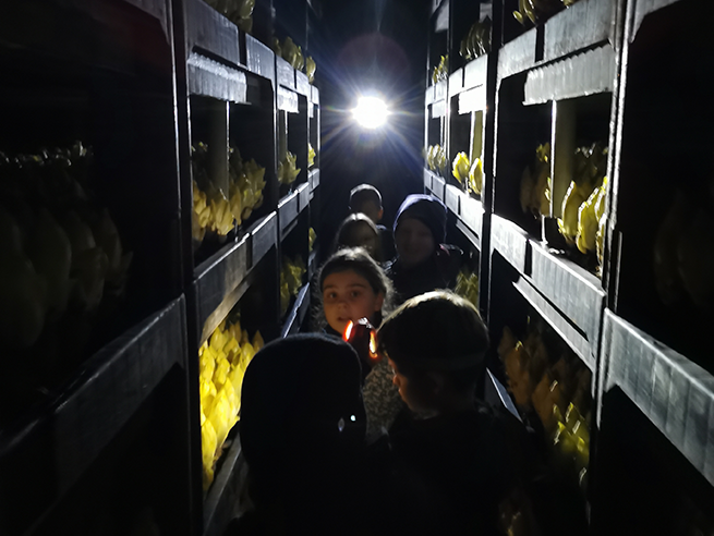 Mehrere Kinder stehen in einem schmalen Gang zwischen hohen Regalen mit gelben Chicorée-Pflanzen, im Hintergrund eine helle Lichtquelle.