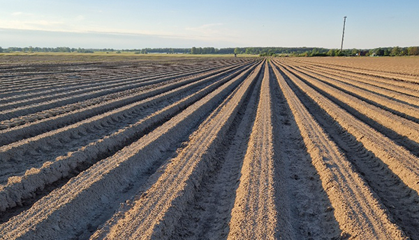 Weite landwirtschaftliche Fläche mit gleichmäßig angelegten, parallelen Erdhügeln unter klarem Himmel.