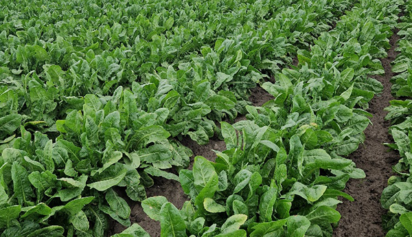 Felder mit mehreren Reihen grüner Chicorée-Pflanzen mit großen Blättern auf brauner Erde.