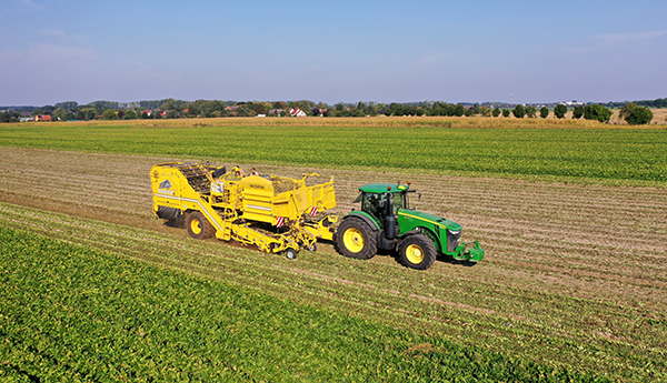 Grüner Traktor zieht gelbe Ernte-Maschine über ein Feld mit Reihen von Chicoréepflanzen unter blauem Himmel.