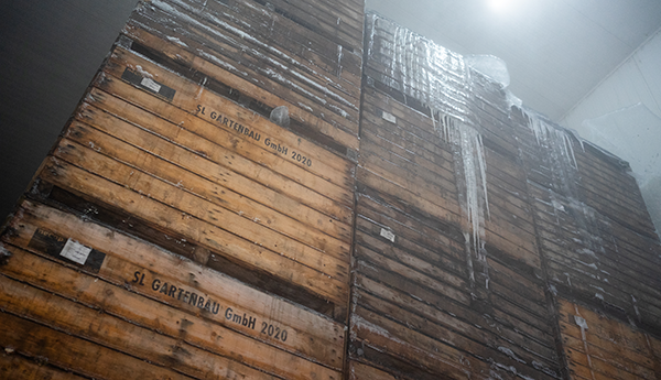 Mehrere gestapelte Holzkisten mit der Aufschrift 'SL GARTENBAU GmbH 2020' in einem Kühlraum, an der Decke Eiszapfen.