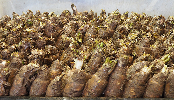 Mehrere Chicoréewurzeln mit kleinen grünen Trieben, dicht nebeneinander liegend vor dem Einstellen in die Treiberei.