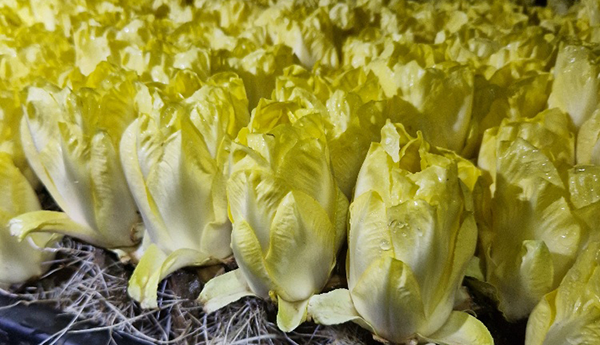 Mehrere frisch geerntete Chicorée-Köpfe mit sichtbaren Wurzeln liegen nebeneinander auf dunklem Untergrund