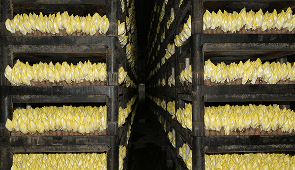 Mehrere Regale mit vielen gelblich-weißen Chicorée-Köpfen in einer dunklen Lagerhalle.