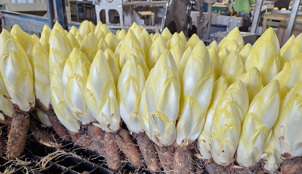 Mehrere Reihen Chicorée mit gelb-weißen Blättern und braunen Wurzeln stehen auf einem Gitterrost in einer Halle.
