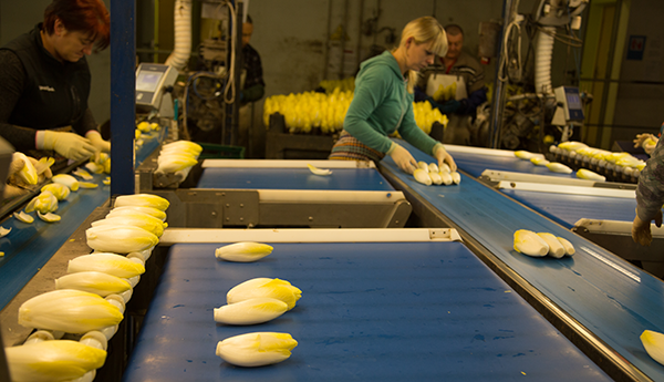 Mehrere Personen sortieren Chicorée auf blauen Förderbändern in einer Produktionshalle.