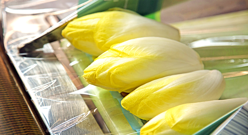 Vier frische, gelb-weiße Chicorée liegen nebeneinander auf einer durchsichtigen Folie.