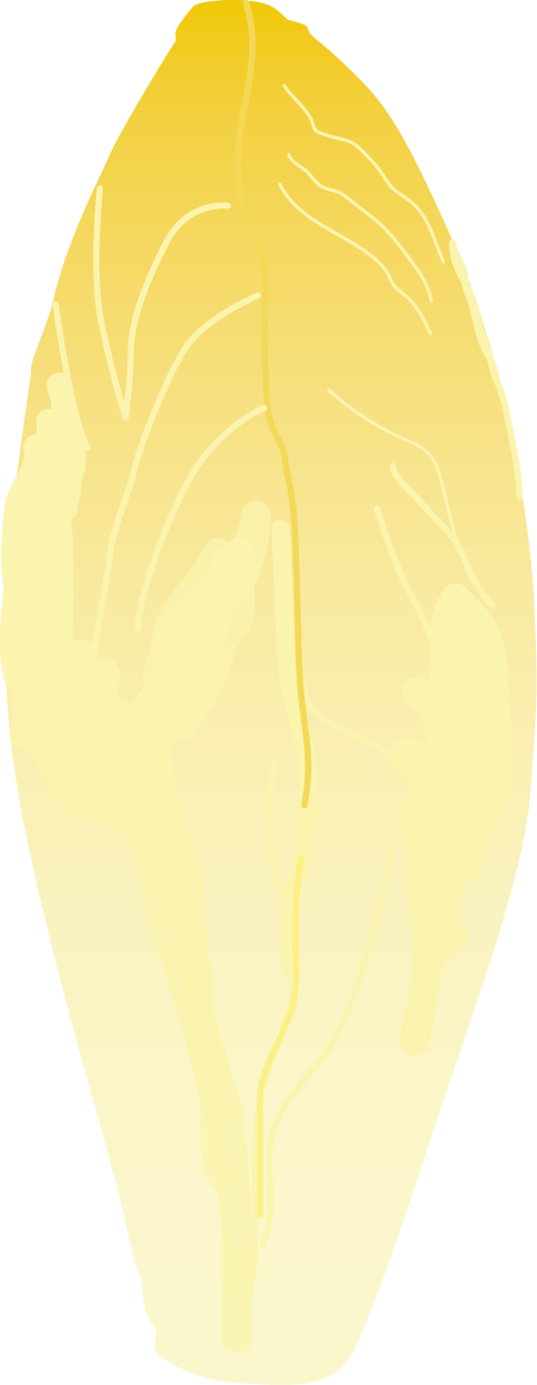 superfood_chicoree_blanko_illu Illustration eines gelb-weißen Chicorée