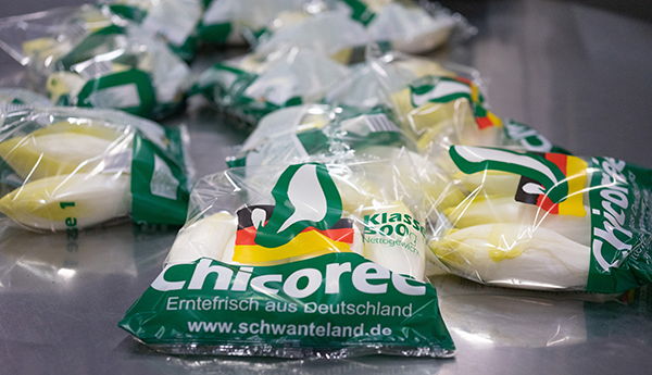 Mehrere verpackte Chicorée-Köpfe in durchsichtigen Plastiktüten mit grünem Aufdruck und deutscher Herkunftsangabe auf einer Metallfläche.