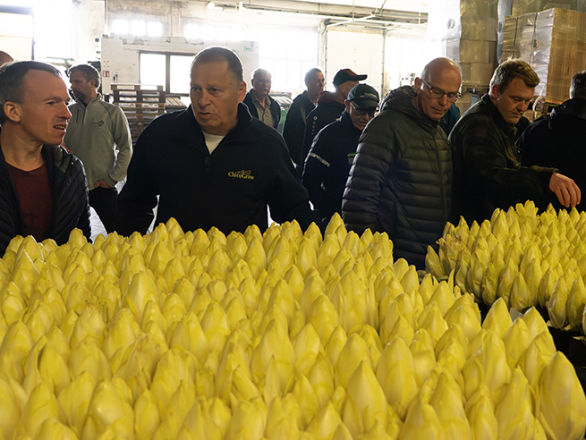 chicoree-tagung_2025_chicoree-produktion_web Mehrere Personen stehen hinter einer großen Menge gelben Chicorée in einer Lagerhalle mit Paletten und Kartons im Hintergrund.
