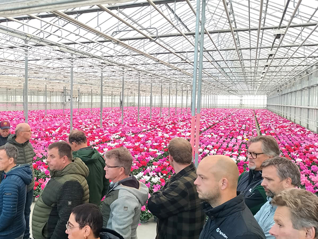 chicoree-tagung_2025_gewächshäuser_web Mehrere Personen stehen in einem Gewächshaus vor einem großen Feld mit pink- und weißfarbenen Cyclamen-Pflanzen.