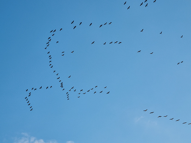 chicoree-tagung_2025_kranichführung2_sl_gartenbau_web Mehrere Kraniche fliegen in einer lockeren V-Formation am blauen Himmel.