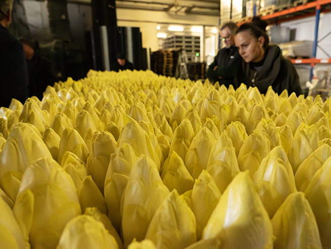 Viele gelbe Chicorée-Köpfe in einer Lagerhalle, im Hintergrund zwei Personen in dunkler Kleidung.