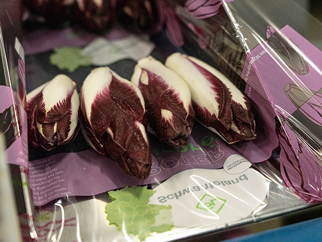 roter_chicoree_wissenwertes_produktion2_web Fünf rote Chicorée-Köpfe mit weißen Spitzen liegen nebeneinander in einer Verpackung auf lila Unterlage.