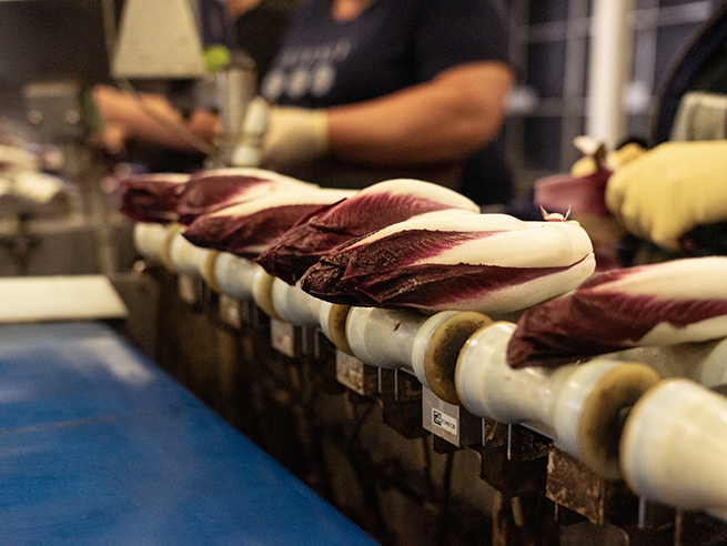 roter_chicoree_wissenwertes_produktion_web Mehrere rote Chicorée-Köpfe liegen nebeneinander auf einer Förderanlage, im Hintergrund sind zwei Personen mit Handschuhen unscharf zu sehen.