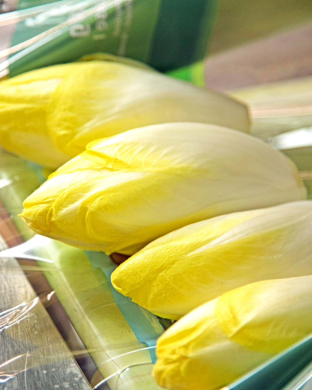 header_start_sl_gartenbau_mobil_1080x1350 Vier frische, gelb-weiße Chicorée liegen nebeneinander auf einer durchsichtigen Folie.