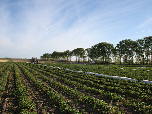 Blick über ein landwirtschaftliches Feld mit mehreren Reihen von Pflanzen und einem Traktor am linken Bildrand unter blauem Himmel