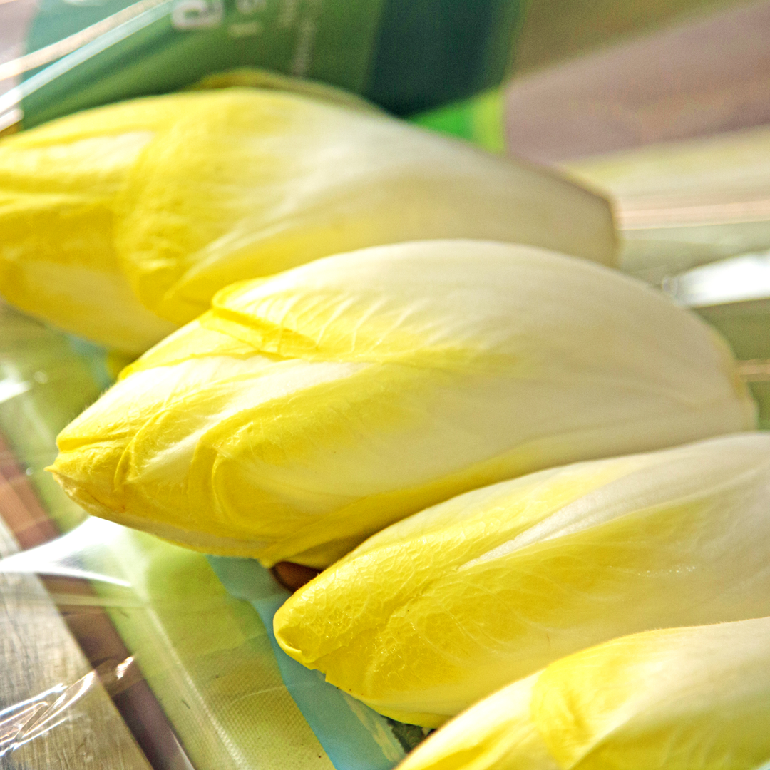 Vier frische, gelb-weiße Chicorée liegen nebeneinander auf einer durchsichtigen Folie.