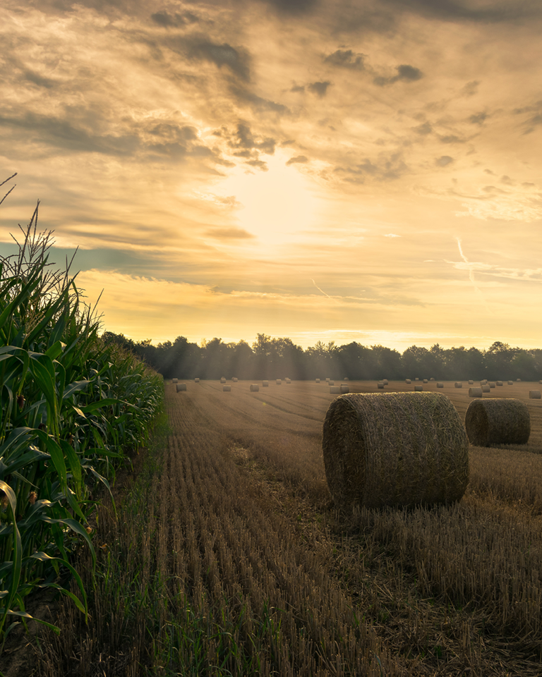 start_landwirstschaftliche_produktion1080x1350px Feld mit mehreren großen Rundballen Heu neben einem Maisfeld unter einem bewölkten Himmel bei Sonnenuntergang.