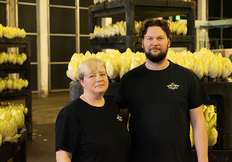 Zwei Personen in schwarzen T-Shirts mit gelbem Logo stehen vor Regalen mit mehreren Bündeln Chicorée in einer Produktionshalle