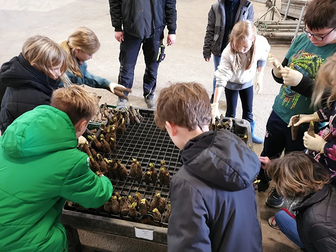 News_SL_Gartenbau_Berufe_AG_Beetz_10_2026_2 Schüler stellen Chicoréewurzeln in eine schwarze Treibkiste mit quadratischem Gittermuster in einer Halle.